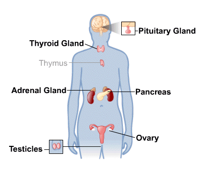 Supports Endocrine System